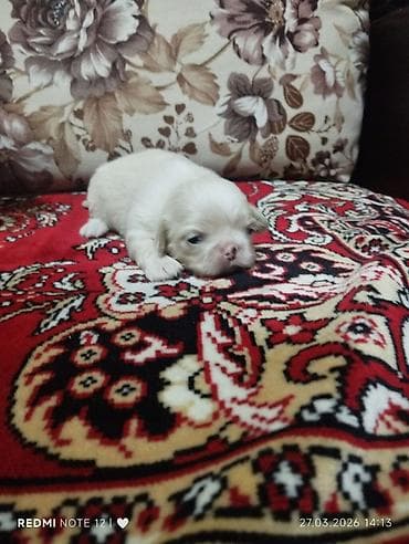 bala meymun: Ev iti balası – xırda ölçülü, krem-ağ rəngdə, qısa pofudlu tüklü — 3