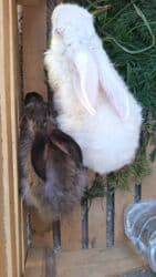 dovsanlar: Dovsanlar satilir — 13