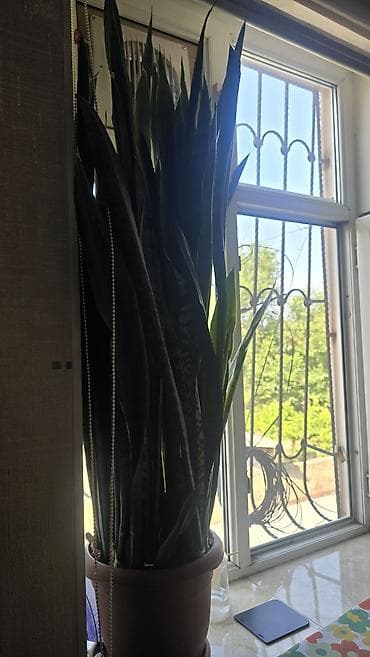 Bitki: Sansevieria trifasciata (Qayın diləyi, “Snake Plant”) Tip