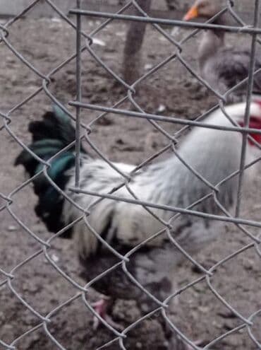 sultan toyuqlar: Toyuq, Brama, Damazlıq — 4