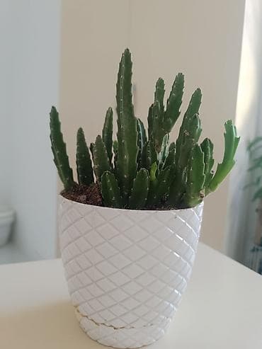 кактус: Sukkulent/kaktus tipli otaq bitkisi – keramika saksıda - Bitki — 1
