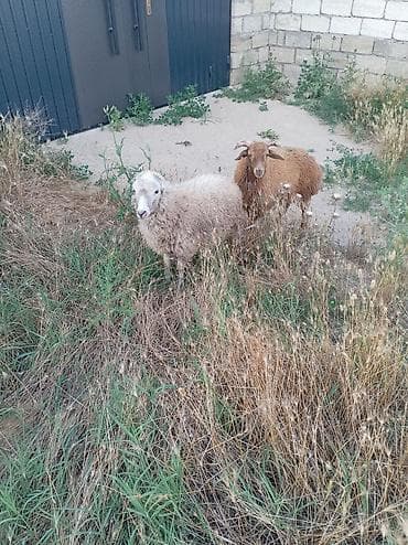 erkey quzu: Saxlamali Sağlam bir cüt quzi, biri erkek obirise dişidi. Çüt satilir — 3
