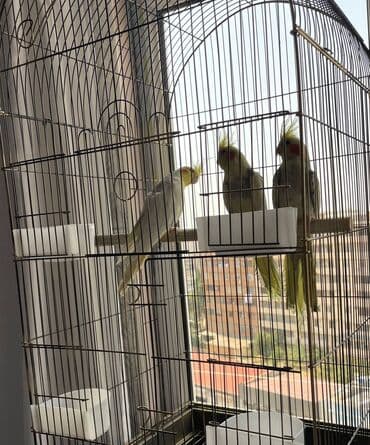 quş qəfəsi qiymətləri: Salamlar quşlar şatılir hamısı idyal vəziyyətdədirlər .vitaminləri35 — 6