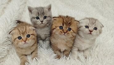 Şotland, Erkək, Dişi lalafo.az -da Şotland, Erkək, Dişi