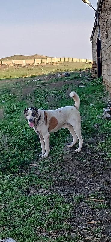 şpits itleri: Qurdbasar, 2 il, Erkek, Peyvəndli, Ödənişli çatdırılma — 3