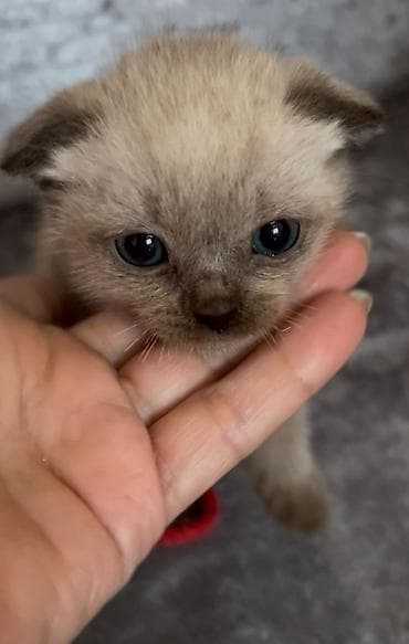 sarı pişik: Siam, Erkək, Dişi — 4