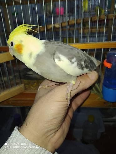 inek satilir: Diqqet quslarin altinin ve yerinin temizliyine fikir verin — 1