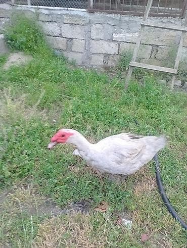 mandarin ördəklər: Salam, damazlıq bir yaş yarımlıq aktiv lavanda erkey lal ördey — 4
