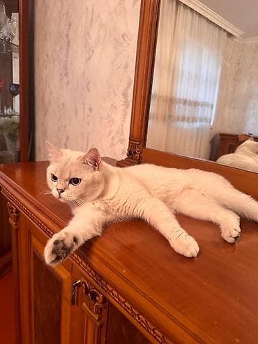 Yaxşı saglam pişiklə CÜTLƏŞDİRMƏK istəyirəm. Erkəkdir. Ödənişsiz