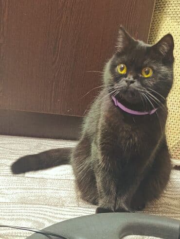 britan pişiyi: Britan, Dişi, Cütləşmə üçün, Pulsuz çatdırılma — 4