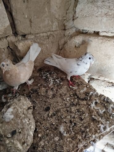 пудель в добрые руки: Şəkillərdə müxtəlif rənglərdə və bəzi fərqli xüsusiyyətlərə malik — 10