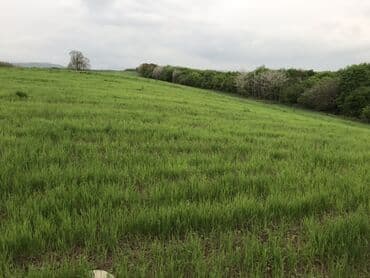 xacmazda torpaq: 128 соток, Для сельского хозяйства, Купчая — 3