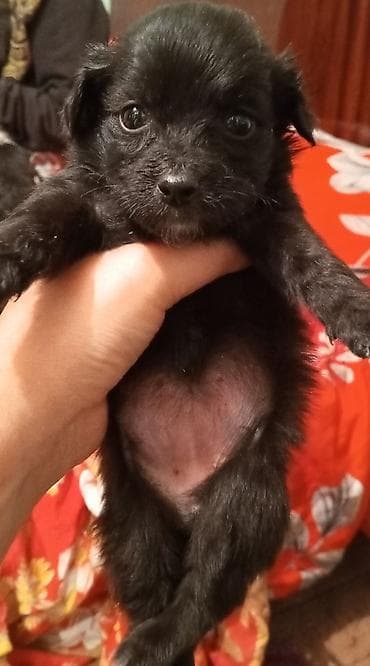 cins toyuq: Peyvəndli — 2