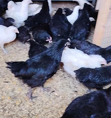 eşey satışı: Toyuq, Damazlıq — 4