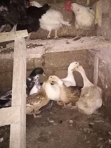 Kənd təsərrüfatı quşları: Dişi, | Kuban, Damazlıq, Ünvandan götürmə — 2