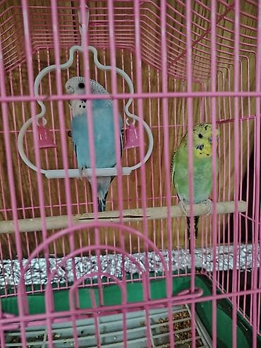 Клетки: Sevimli dalğıç papuqaylar (2 ədəd) – qəfəs və aksesuarlarla birlikdə 1 — 3