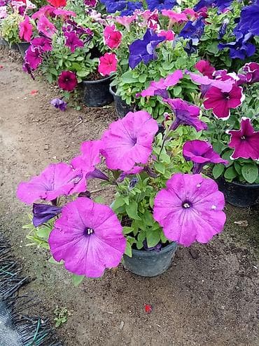tulpan sekilleri: Petuniya (Petunia) qablarda – müxtəlif rənglər - Rəng çeşidləri: tünd — 3