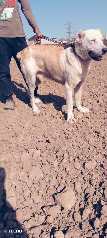 купить собаку в бишкеке: Алабай, 2 года, Самец, С прививками, Платная доставка — 2