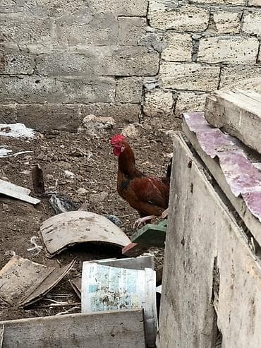 çolpa satılır: Toyuq, Yumurtalıq — 2