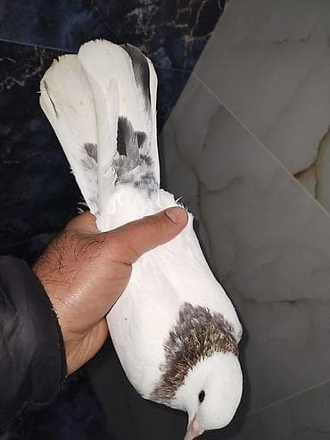 herati fərəsi: Əbrəş boyun maya 
Qiymət sondu
Barter yoxdu
Ünvan Fatmayı — 2