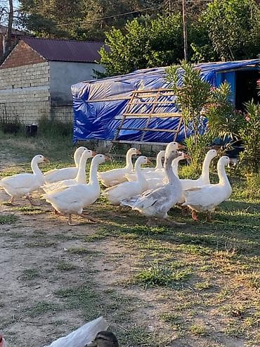 Heyvanlar: Salam ağrəngli iri növlü qaz balaları şəkildəkilər satılır biri 22 azn — 4