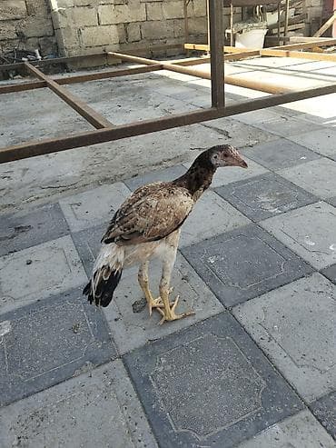 dana adları: Xoruz, Heyratı, il: 4, Ünvandan götürmə — 5