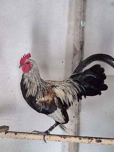 vendam kendi: Zərif quruluşlu, dekorativ quyruqlu xoruz - Rəng palitrası: gümüşü-boz — 2