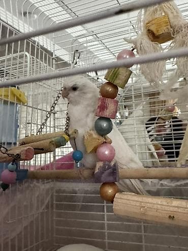 iran qusu: Yanaqsiz albinos korella balalar, tam sağlamdılar — 5