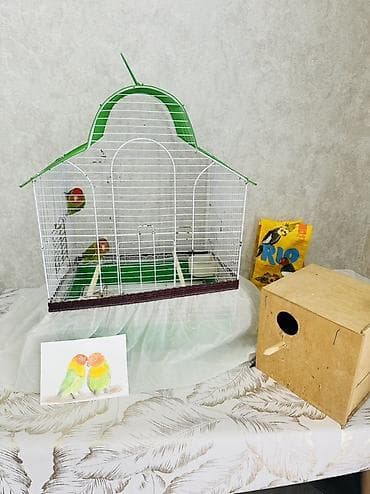 qoyun yemi: Sevimli “Lovebird” (Nerazlucnik) cütlüyü – tam dəst Məhsul tərkibi: - — 2