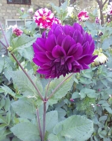 Хозтовары: Georgin cernil reng coxillik — 1