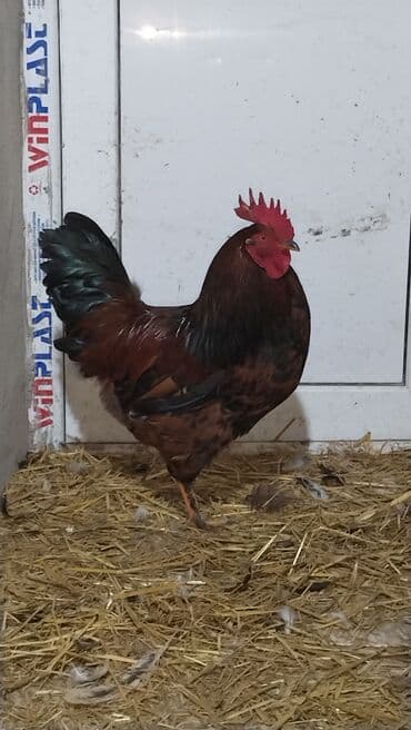 at üçün: Salam. Cavan Xoruzdu. Aktiv Xoruzdu. Heç bir xəstəliyi, problemi — 2