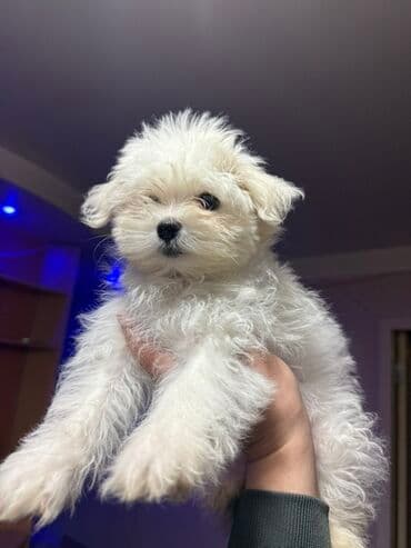 лабрадор баку: Malta bolonka, 3 ay, Dişi — 2