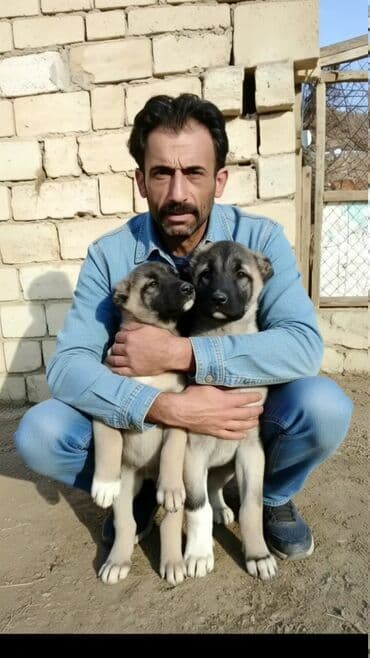 Digər heyvanlar: Kanqal, 2 ay, Erkek, Peyvəndli, Ünvandan götürmə, Ödənişli çatdırılma, Rayonlara çatdırılma — 5