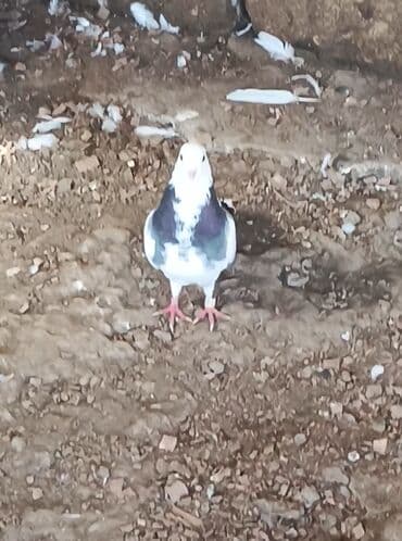 arpa bugda: Qənbərbaş göyərçinlər - Növlər: rəngarəng Qənbərbaş/başında toppuzlu — 1