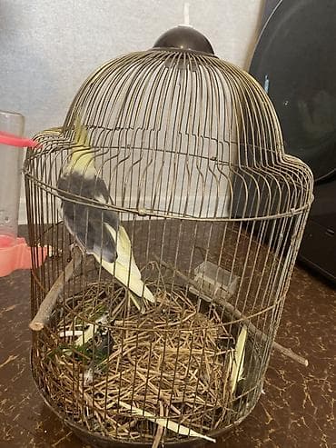sarı dana: Nömrəli başlıq: Nimfa tutuquşusu (cockatiel) + qəfəs və aksesuarlar — 3