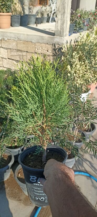 gül toxumları satışı: Dekorativ çöl bitkilərinin satışı və Sifarişlə yetişdirilməsi.Satış — 15