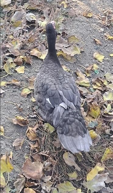 lal ordeklər: Dişi, | Macar, Damazlıq, Pulsuz çatdırılma — 3