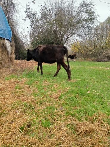 qurbanliq qoyun qiymetleri 2021: 1-ci balasıdır 5-ayləqdı dişidi 2 aylıqda boğazdır — 2