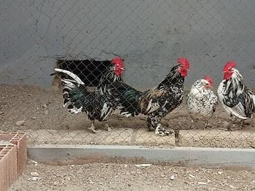dəvəquşu haqqında məlumat: Toyuq, Damazlıq — 6