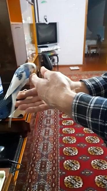 maraqli qus adlari: Ələ öyrəşmiş quşdu fikri citdi olan vatcapa yazsin — 2