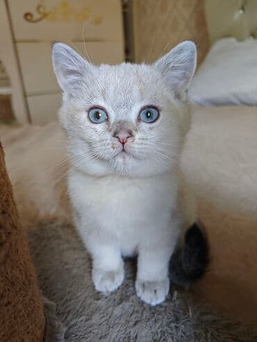 pişik cütleşdirmek: Şotland yastı qulaq — 5