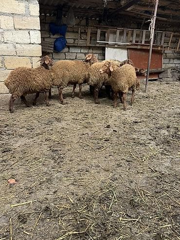 yerli keci: Qoyun sürüsü – 8 baş - Cins: ehtimalən yerli qaragül/yağılı tipli — 7