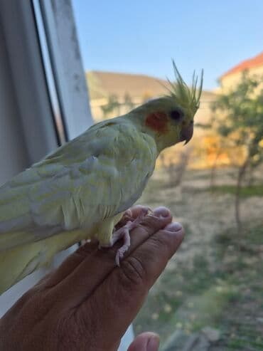 Sarı erkək korella 6ayın içindədir. Əl öyrəşmiş, barmağa rahat çıxır