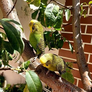 Tutuquşları: 🦜 Erkək və Dişi Cüt Dalğalı Tutuquşuları 🦜 Həyətdə belə uçub — 7