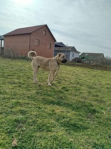 Digər heyvanlar: Kanqal, 1 il, Erkek, Peyvəndli — 2