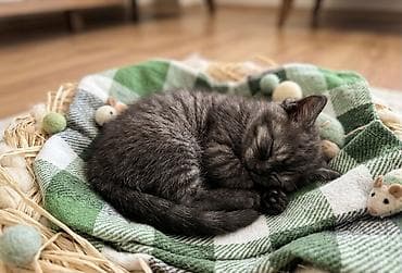 keci seki: Şotland, Erkək, Dişi, Ünvandan götürmə — 9