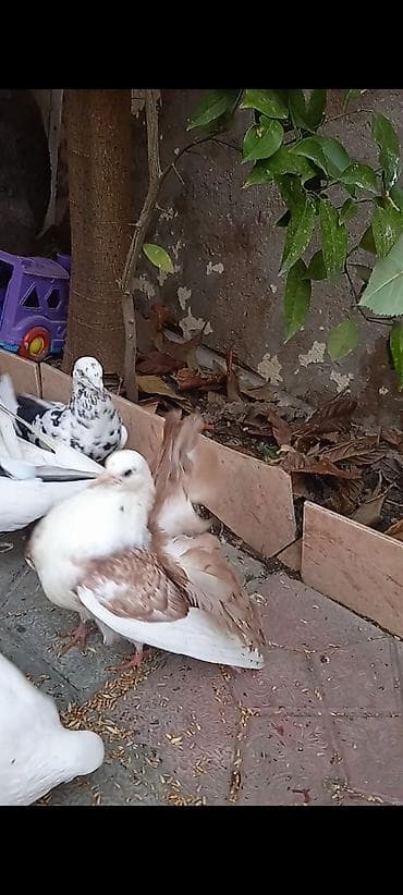 Salam pavlin satılır qoşa cəpdi