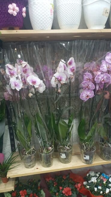 Gübrələr: Gül satsi Vathcapa yazın isdediyniz gülü ünvanda catraq Otaq gülleri — 9