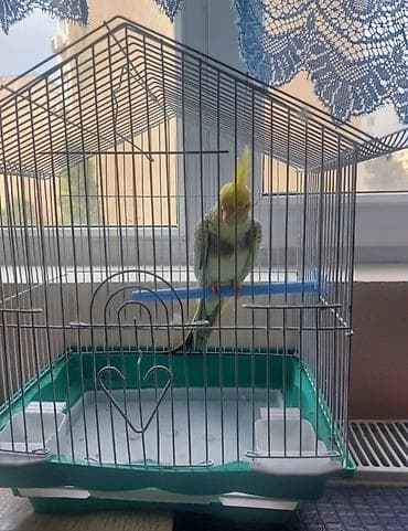 bulbul satılır: Danışan korella satılır qəfəsləbirge sağlam quşdur sağlamlığına — 1