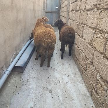 Qoyun və quzu sürüsü - Şəkillərdə 4 baş heyvan görünür: 3 ədəd